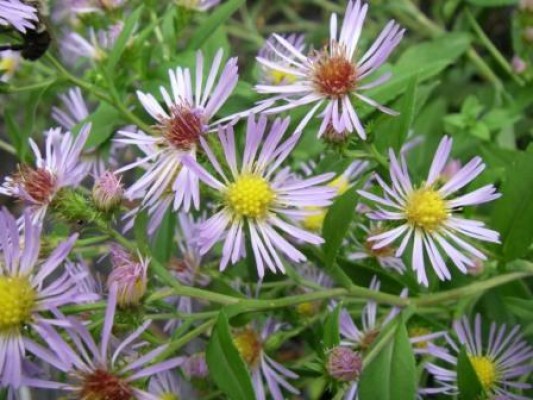 Elliott's Aster